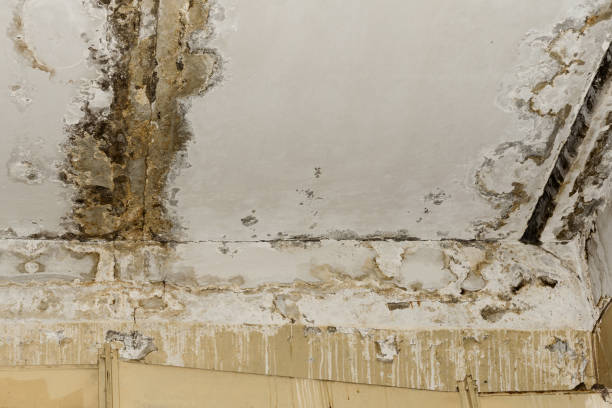  Soh Weber, UT Mold Removal Pros