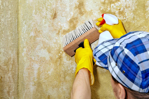 Trusted South Weber, UT Mold Removal Experts