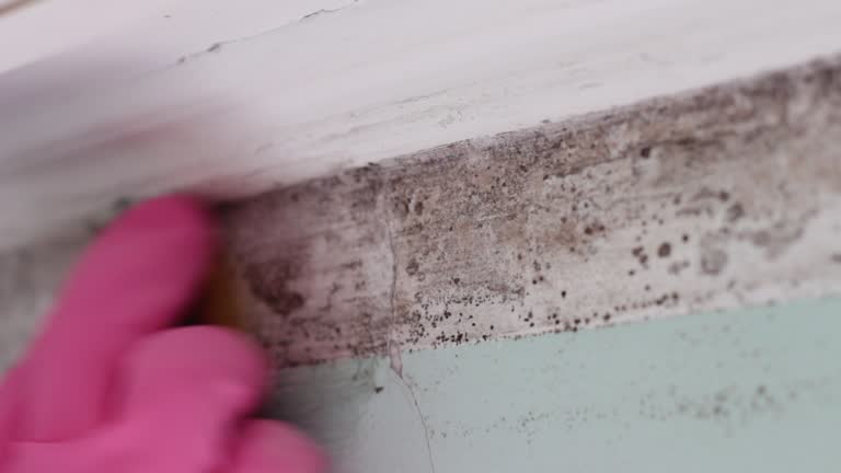 Best Emergency Mold Remediation  in Soh Weber, UT